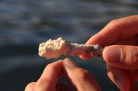 Massa para curimbatás