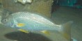 Pescada